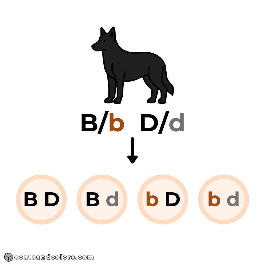 coatsandcolors.com Punnett Squares gametes two traits