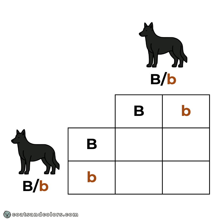 coatsandcolors.com Punnett Squares setup