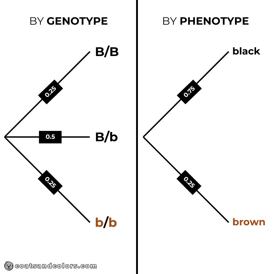 coatsandcolors.com Punnett Squares tree diagram Bb x Bb