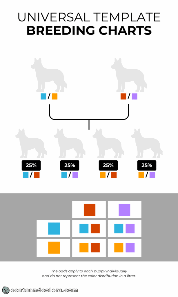 coatsandcolors.com Punnett Squares universal chart