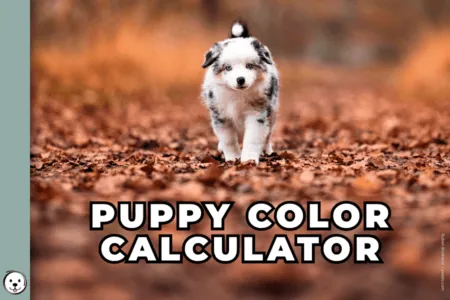 coatsandcolors.com Puppy Color Calculator 900x600 1
