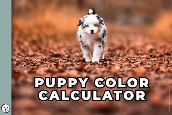 coatsandcolors.com Puppy Color Calculator 900x600 1