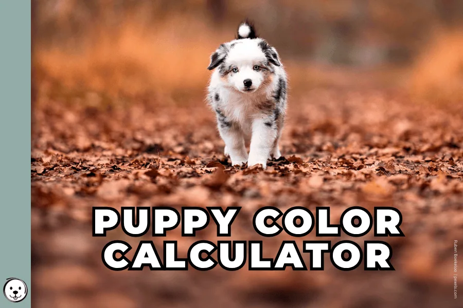coatsandcolors.com Puppy Color Calculator 900x600 1