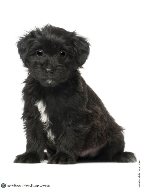 coatsandcolors.com Recessive Black Dog Coat Pyrenean Shepherd puppy