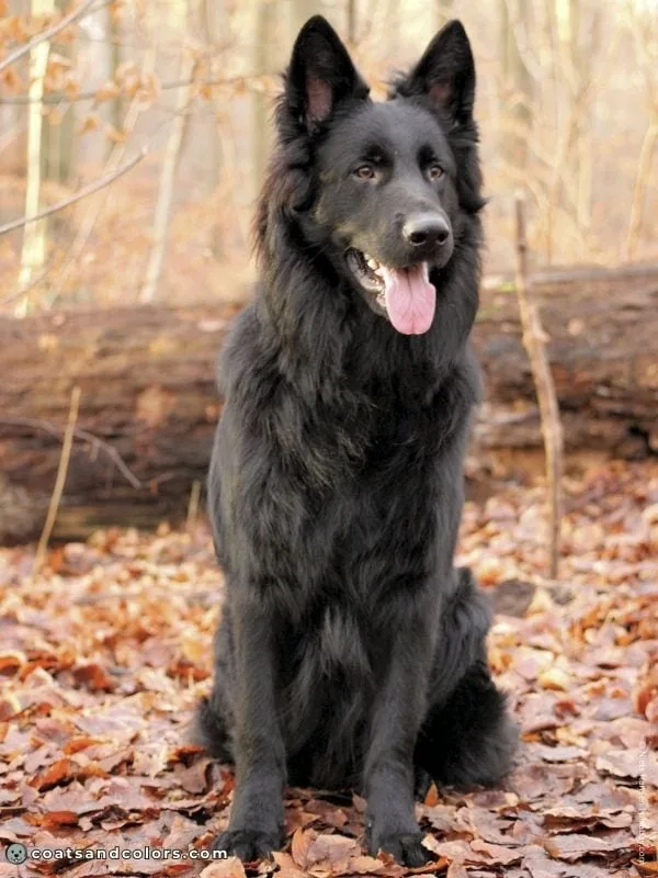 coatsandcolors.com Recessive Black Dog Coat black GSD longhaired