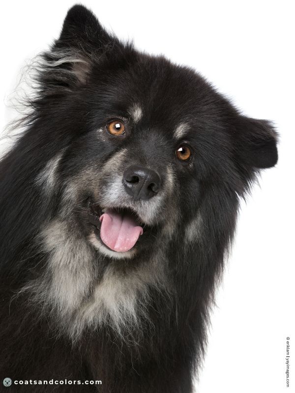 coatsandcolors.com Recessive Black Dog Coat black domino Finnish Lapphund