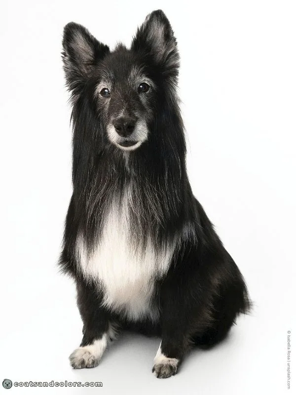coatsandcolors.com Recessive Black Dog Coat black white Sheltie
