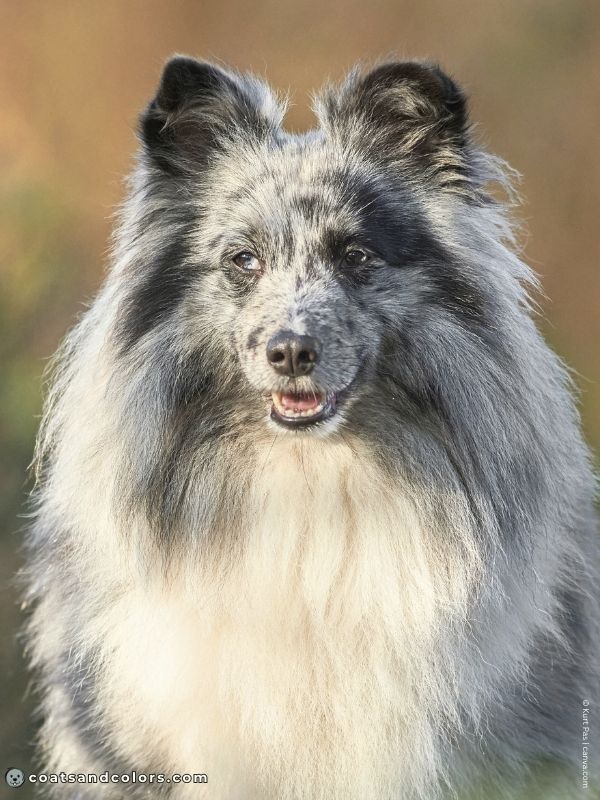 coatsandcolors.com Recessive Black Dog Coat blue merle white Sheltie