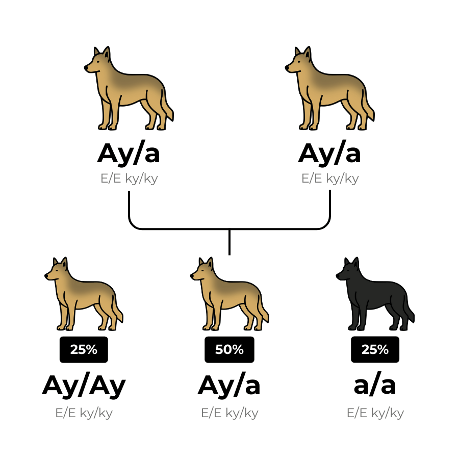 coatsandcolors.com Recessive Black Dog Coat carrier breeding