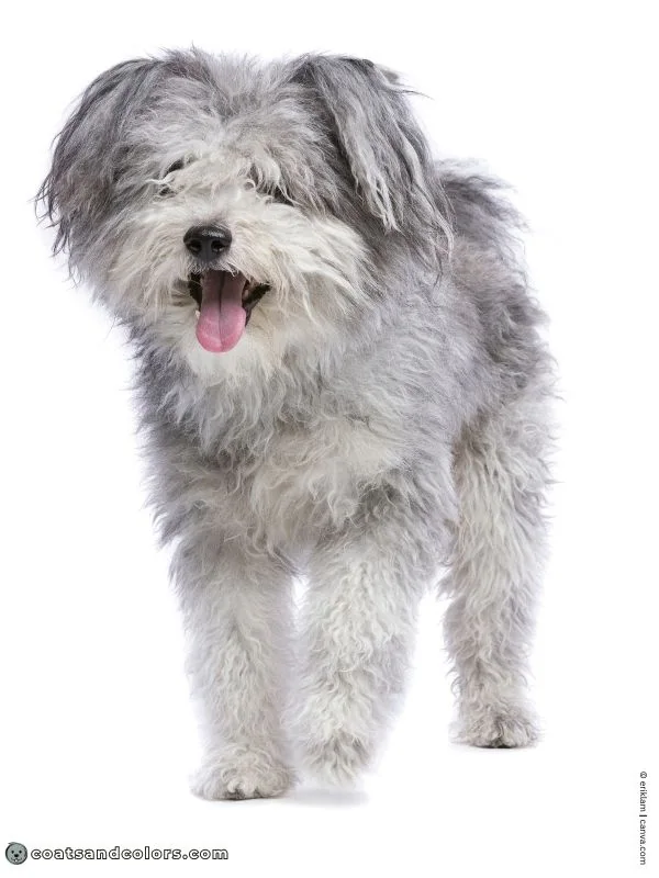 coatsandcolors.com Recessive Black Dog Coat faded black Pumi graying