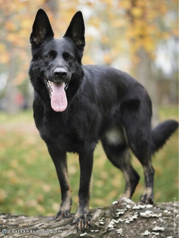 coatsandcolors.com Recessive Black Dog Coat residual tan markings GSD