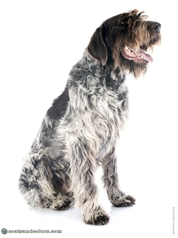coatsandcolors.com Recessive Black Dog Coat ticking roan Wirehaired Pointing Griffon