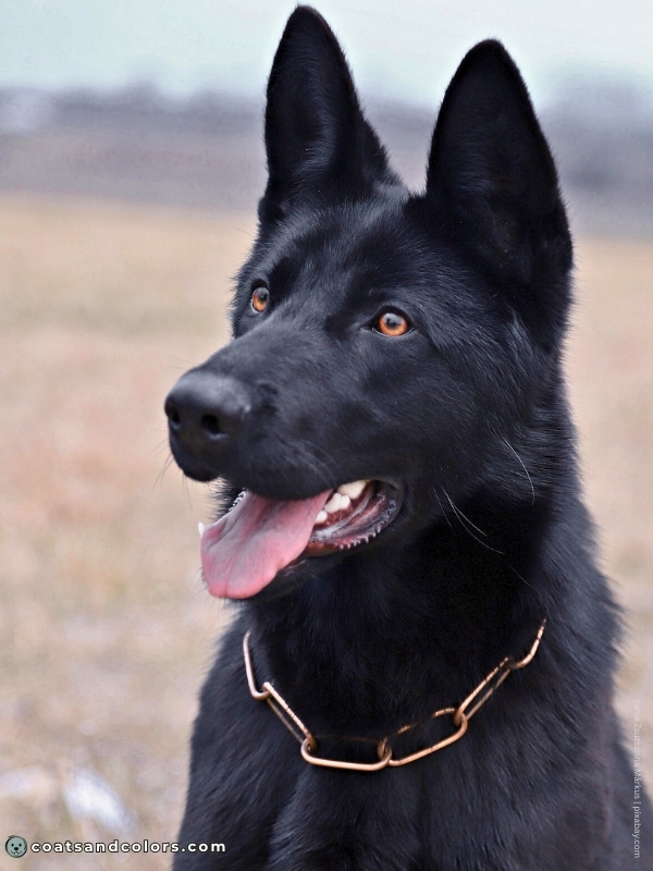 coatsandcolors.com Recessive Black Dog GSD