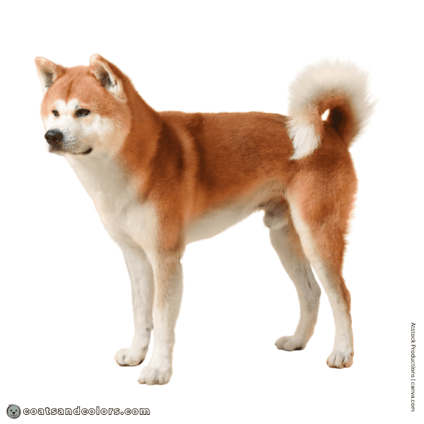 coatsandcolors.com Related Breeds Grid Akita Inu