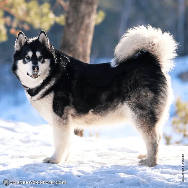 coatsandcolors.com Related Breeds Grid Alaskan Malamute