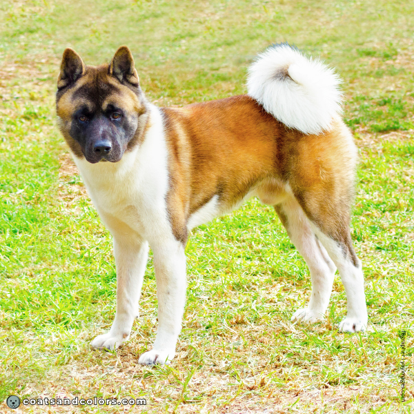 coatsandcolors.com Related Breeds Grid American Akita