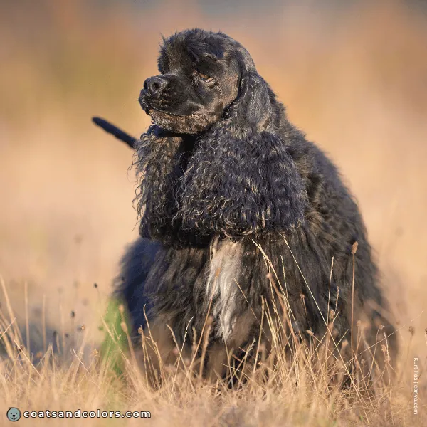 coatsandcolors.com Related Breeds Grid American Cocker Spaniel