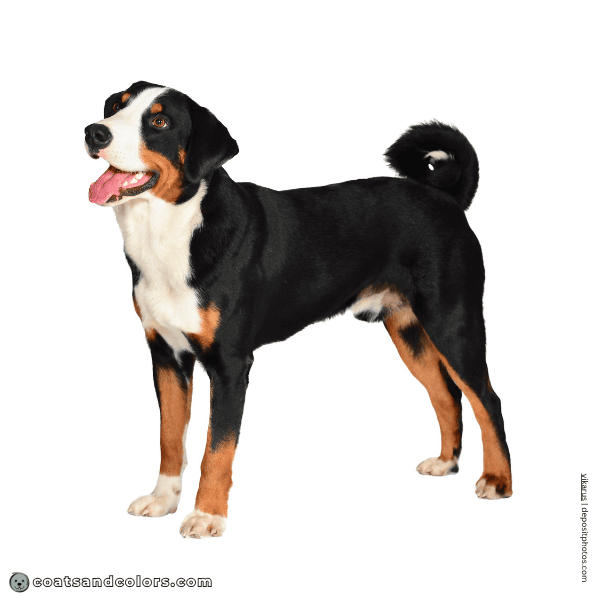 coatsandcolors.com Related Breeds Grid Appenzeller Sennenhund