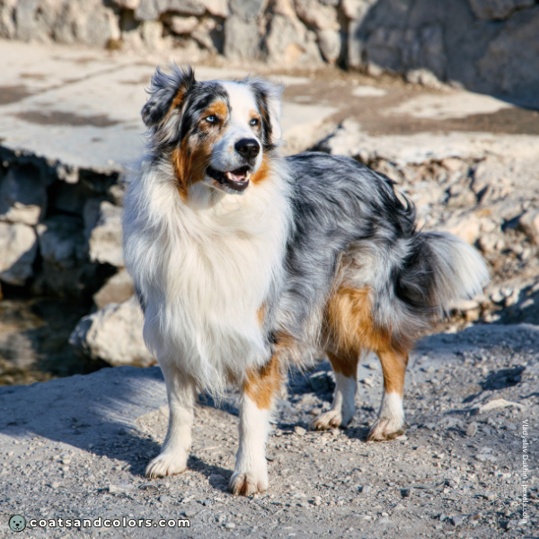 coatsandcolors.com Related Breeds Grid Australian Shepherd