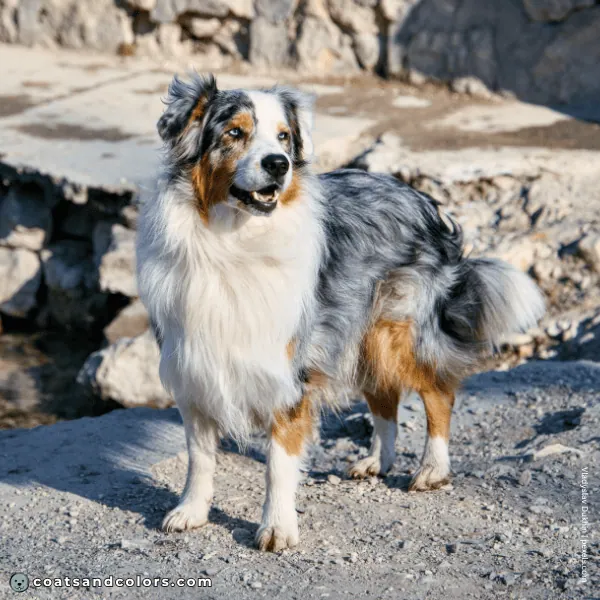coatsandcolors.com Related Breeds Grid Australian Shepherd