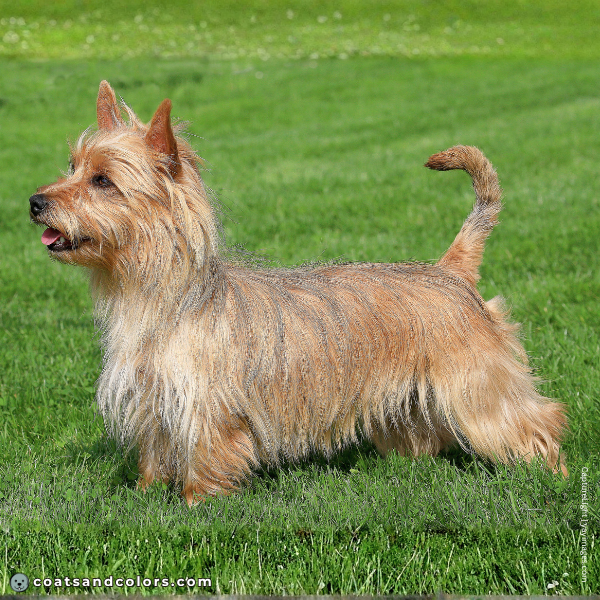coatsandcolors.com Related Breeds Grid Australian Terrier