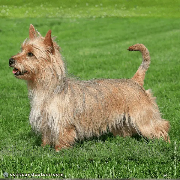 coatsandcolors.com Related Breeds Grid Australian Terrier