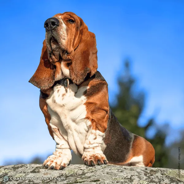 coatsandcolors.com Related Breeds Grid Basset Hound