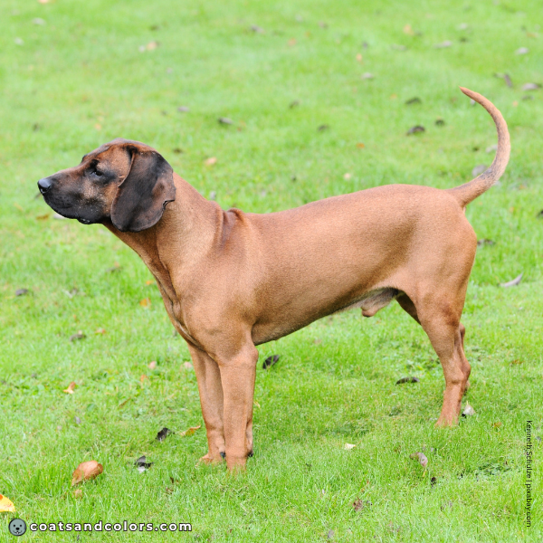 coatsandcolors.com Related Breeds Grid Bavarian Mountain Scenthound 2