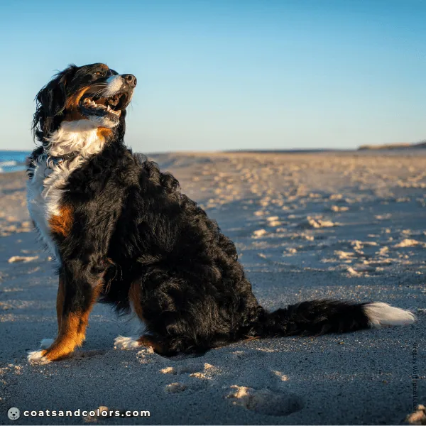 coatsandcolors.com Related Breeds Grid Berner Sennenhund