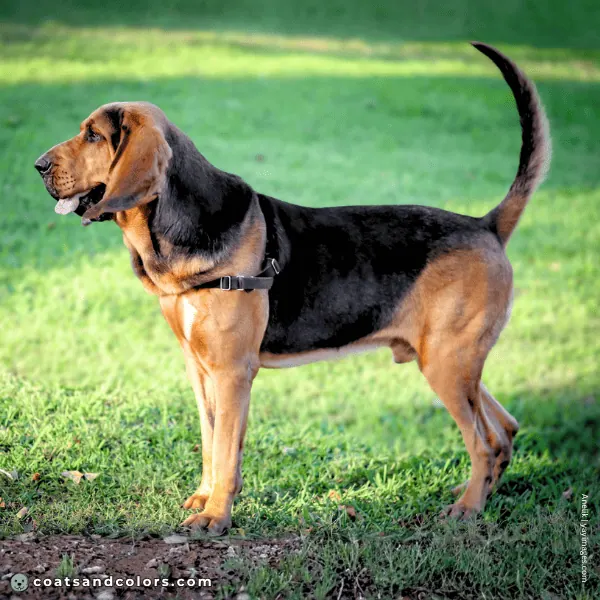 coatsandcolors.com Related Breeds Grid Bloodhound