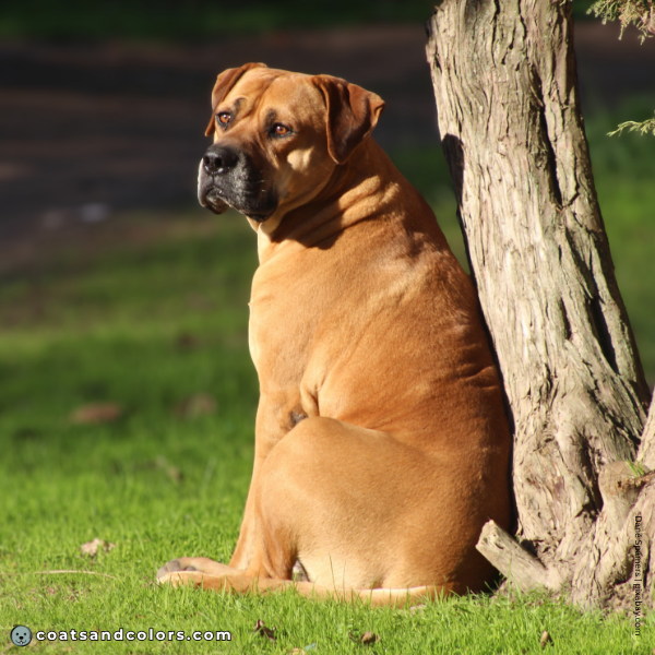 coatsandcolors.com Related Breeds Grid Boerboel