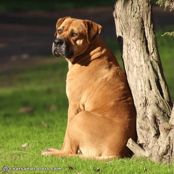 coatsandcolors.com Related Breeds Grid Boerboel