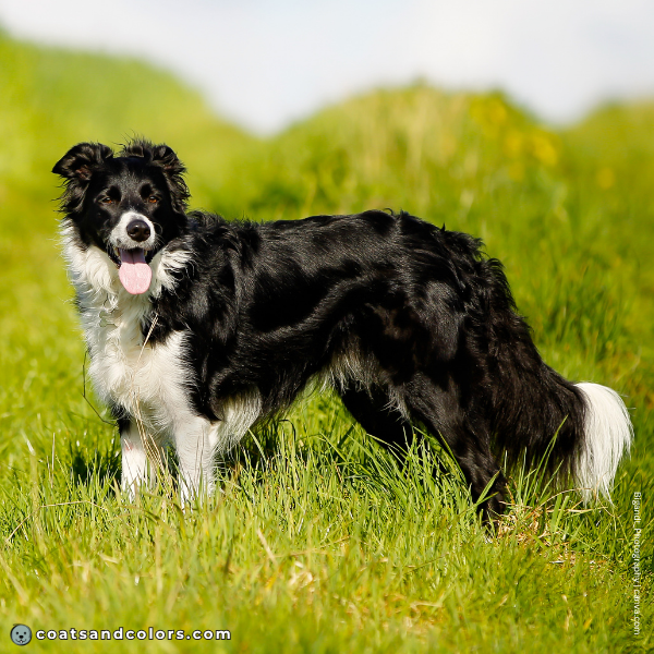 coatsandcolors.com Related Breeds Grid Border Collie