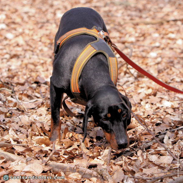 coatsandcolors.com Related Breeds Grid Brandlbracke Austraian Black tan Hound