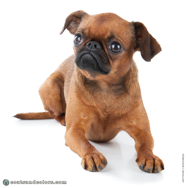 coatsandcolors.com Related Breeds Grid Brussels Griffon Petit Brabancon smooth