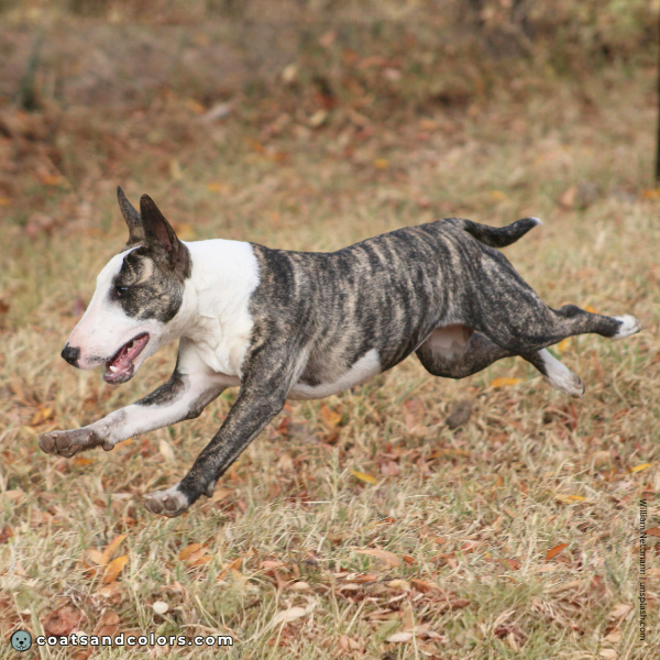 coatsandcolors.com Related Breeds Grid Bull Terrier
