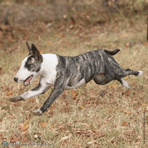 coatsandcolors.com Related Breeds Grid Bull Terrier