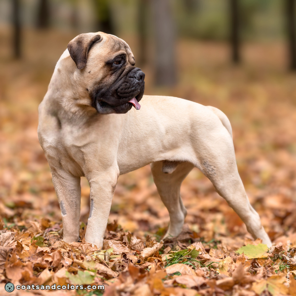 coatsandcolors.com Related Breeds Grid Bullmastiff