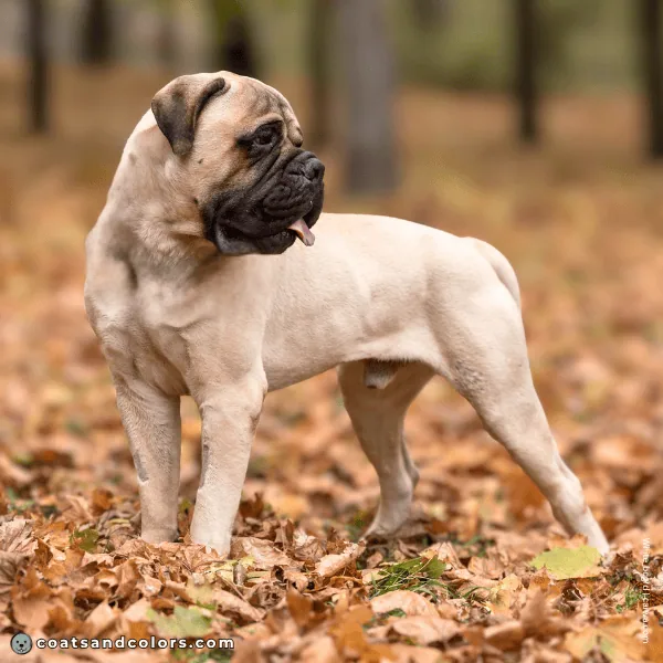 coatsandcolors.com Related Breeds Grid Bullmastiff