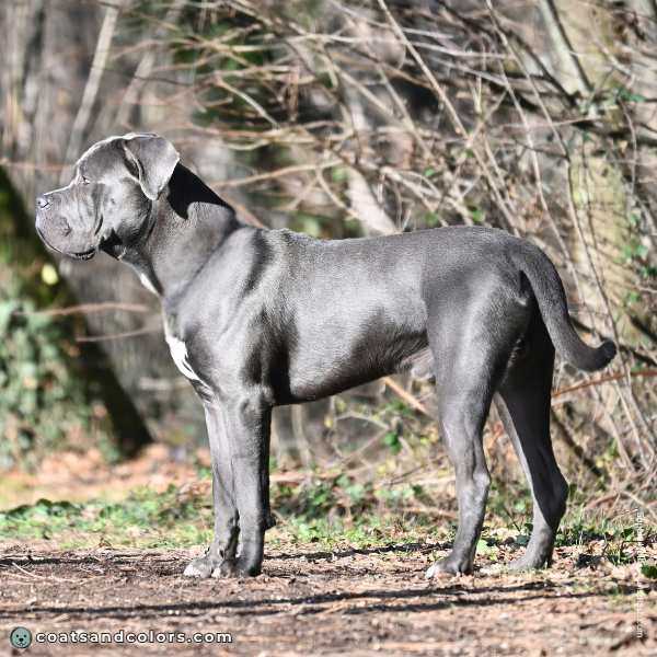 coatsandcolors.com Related Breeds Grid Cane Corso