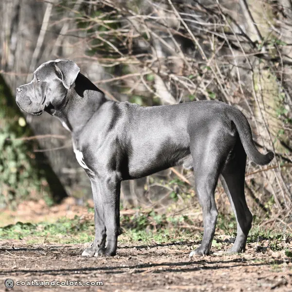 coatsandcolors.com Related Breeds Grid Cane Corso