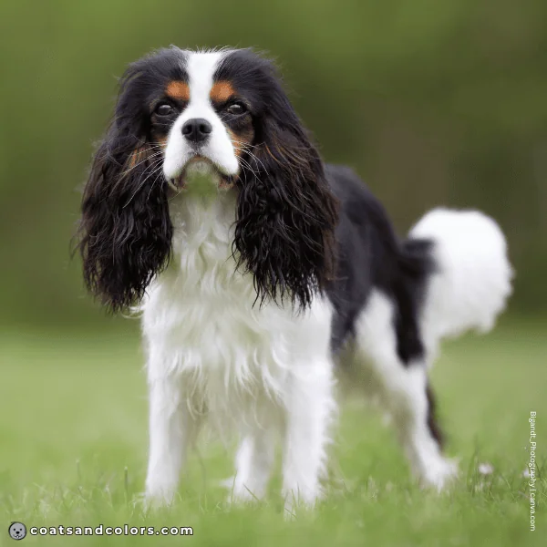 coatsandcolors.com Related Breeds Grid Cavalier King Charles Spaniel