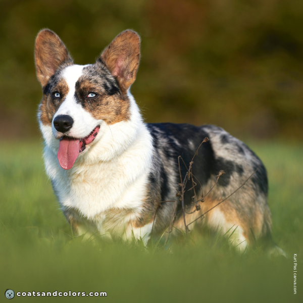 coatsandcolors.com Related Breeds Grid Corgi Cardigan