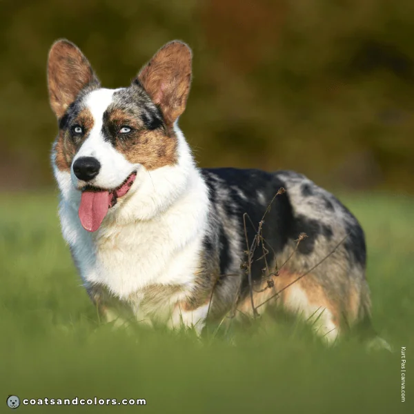 coatsandcolors.com Related Breeds Grid Corgi Cardigan