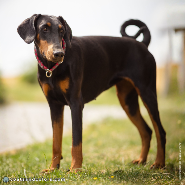 coatsandcolors.com Related Breeds Grid Doberman
