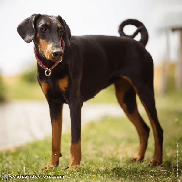 coatsandcolors.com Related Breeds Grid Doberman