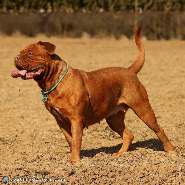coatsandcolors.com Related Breeds Grid Dogue de