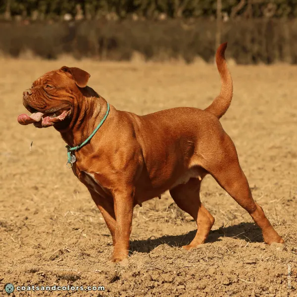 coatsandcolors.com Related Breeds Grid Dogue de