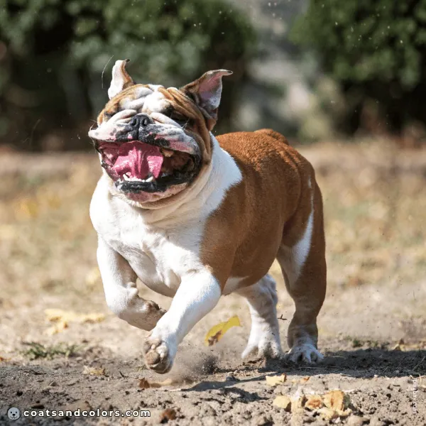 coatsandcolors.com Related Breeds Grid English Bulldog