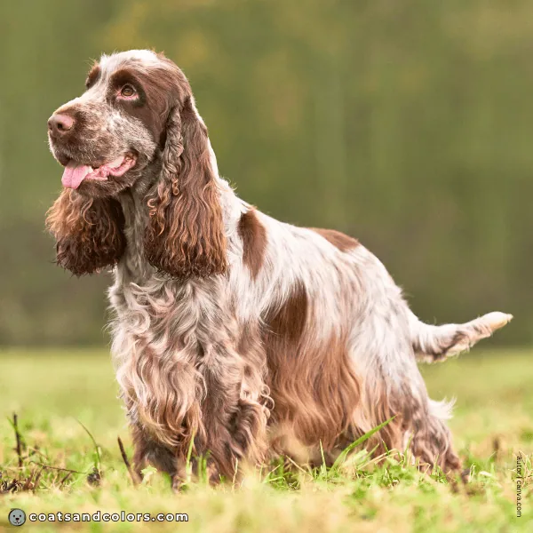 coatsandcolors.com Related Breeds Grid English Cocker Spaniel